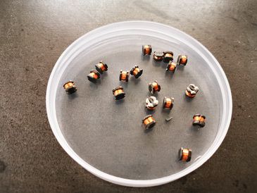 IMG_20210520_165732_調整大小