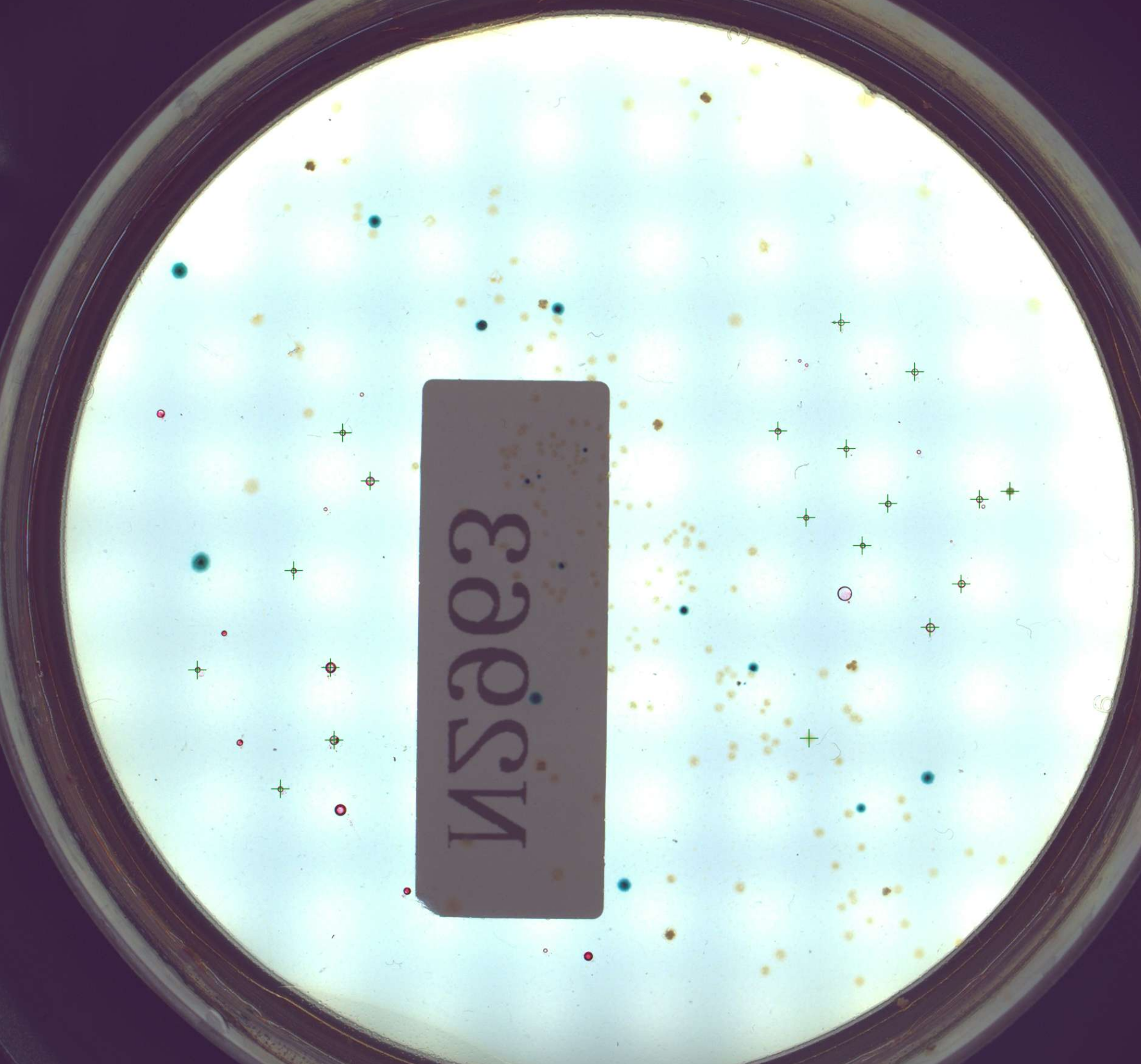 細(xì)菌識別 細(xì)菌識別